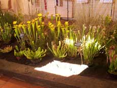 La tourbire artificielle - Un rayon de soleil montre bien ici que la salle tait obscure : les plantes ont pas mal souffert du sjour...