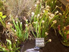 La tourbire artificielle - <em>Sarracenia leucophylla</em>