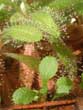 Drosera adelae - feuilles juvéniles
