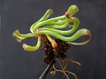 Jeune plant - Après germination les pièges restent longtemps juvéniles : languette simple, pas d'ocelles transparents, tête non globuleuse...