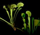 Formation pitaxiale chez la Dione - L'clairage n'tait pas bien bon, mais nous distinguons bien que le plant de gauche s'est form sur une hampe florale issue du plant de droite.