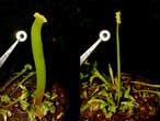 Dionée 'Trichterfalle' anomalie de hampe florale