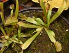 Dionaea muscipula forme type atteinte - C'est ce clone que je cultive depuis 1987 qui a manifest ces symptmes.