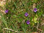 <em>P. grandiflora</em>. - <em>P. grandiflora</em>. Remarquer les motifs diffrents de la corolle entre le groupe de droite et la fleur de gauche.