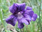 <em>P. grandiflora</em>. - <em>P. grandiflora</em>. Cette fleur tend vers la symtrique radiale (Les ptales sont un peu plus en toile.)