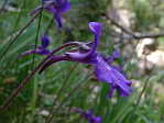 <em>P. grandiflora</em>. - <em>P. grandiflora</em>. La mme de profil.