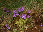 <em>P. grandiflora</em>. - <em>P. grandiflora</em>. Le mme type avec des fleurs lgrement plus fonces.