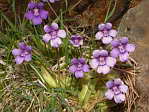 <em>P. grandiflora</em>. - <em>P. grandiflora</em>. Celles l sont vraiment trs claires...