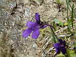<em>P. grandiflora</em>. - <em>P. grandiflora</em>. Fleurs trs fonces y compris au centre. Plantes un peu isoles au-dessus des prcdentes, de mme pour nombre des suivantes...