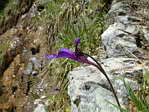 <em>P. grandiflora</em>. - <em>P. grandiflora</em>. Mme type.