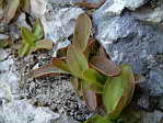 <em>P. grandiflora</em>. - <em>P. grandiflora</em>. Coloration rouge des feuilles surprenante. Je n'avais vu cela que dans les Alpes...