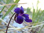 <em>P. grandiflora</em>. - <em>P. grandiflora</em>. Remarquer l'peron trs arqu, les nuances de rose au bleu, les poils qui tranchent nettement...