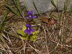 <em>P. grandiflora</em>. - <em>P. grandiflora</em>. Encore un contraste marqu dans la couleur des feuilles...