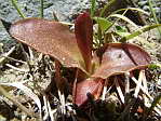 <em>P. grandiflora</em>. Feuilles trs rouges. - <em>P. grandiflora</em>. Un gros plan de la plante prcdente de droite.