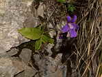 <em>P. grandiflora</em>. - <em>P. grandiflora</em>. La plante pousse  la verticale...