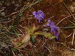 <em>P. grandiflora</em>. - <em>P. grandiflora</em>. Les fleurs sont particulirement rayes. Voir photo suivante...