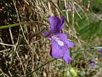 <em>P. grandiflora</em>. - <em>P. grandiflora</em>, la mme de profil. Remarquer l'peron arqu.