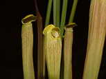 Feuille de Sarracenia ddouble - Ce plant de 'Black Tube' a produit un pige absolument rarrissime chez les Saarracenia car ddoubl dans deux directions opposes.
