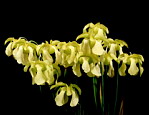 Fleurs de <em>S. alata</em> - Une forme  fleur trs jaune ; floraison vraiment abondante pour un seul plant !