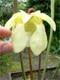 Fleur de <em>S. alata 'Black Tube'</em> - Fleur remarquable par sa teinte dlicate, trs pure. La rondelle mesure 10 mm de 