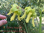 Fleurs de <em>S. flava rugelii</em> - Remarquer la formation plus tardive des piges par rapport aux fleurs. C'est typique des <em>S. flava</em>