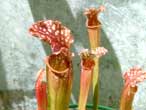 <em>S. leucophylla forme rouge</em>. - Trs ressemblant  une <em>S. x readii</em> mais sens conserver l'aspect par autofcondation.