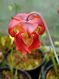Fleur de <em>S. leucophylla</em> - Sa teinte carlate est une des plus belles chez les Sarracenia.