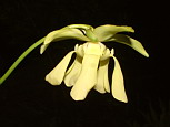Fleur de <em>S. minor okeefenokeensis</em> - Comme une fleur de <em>Sarracenia minor</em> type mais en plus lourd, plus massif.