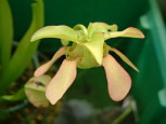 Fleur de <em>S. [(minor f. small x leuco) x (x swaniana)]</em> - La forme et la position des ptales est typique des hybrides de <em>Sarracenia minor</em>