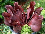 <em>S. purpurea purpurea</em> - Cette espce porte bien son nom, qui veut dire rouge violac.