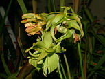 Fleurs anormales - Elles sont fnes mais on voit plusieurs cycles de spales ou prfeuilles, des pistils dforms... Elles appartiennent  l'hybride <em>Sarracenia x formosa</em>, rarement rgulier  tout point de vue.