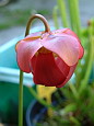 Fleur de <em>S. x swaniana</em> - Hybride <em>S. minor x S. purpurea</em>. Il s'agit prcisment de <em>S. purpurea <u>purpurea</u></em> chez cet exemplaire.