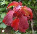 Fleur de <em>S. (x willissi x purpurea)</em> - C'est une fleur de trs belle taille. La dimension indique est prcise. [Technique : rondelle place dans le mme plan, placement numrique du repre puis recadrage...]