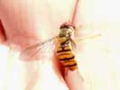 Syrphe - Cette mouche est drogue par le nectar d'un Sarracenia, elle reste pose dans la main... Remarquer son mimtisme avec la Gupe, ce qui la protge des prdateurs.