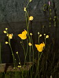 <em>U. praelonga</em> - Sa fleur rappelle celle de nos varits sauvages en France, comme <em>U. vulgaris</em>.